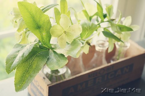 晚安心语:坚强向上,靠近阳光 (5)