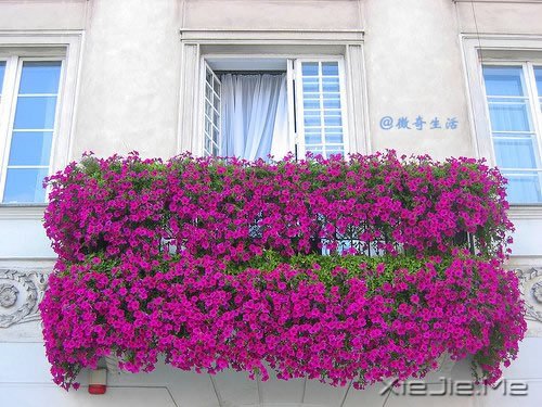 花开为谁谢,花谢为谁悲 (1)