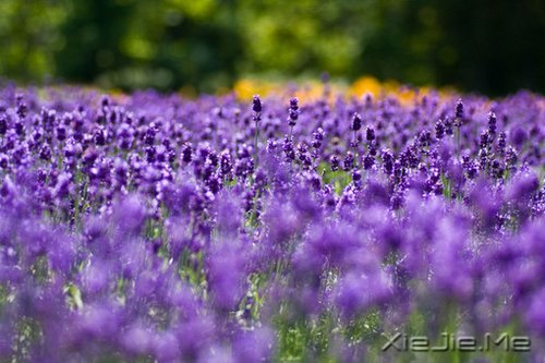 ��ν�Ҹ�������һЩ��֪������СƬ�� (3)