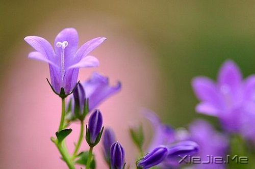 ˭���𻨵����ӣ�������������Ȼ���� (8)