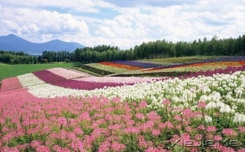 ˭���𻨵����ӣ�������������Ȼ���� (9)