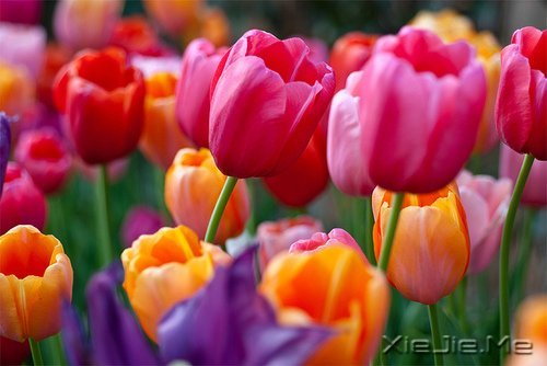 �Ҹ�Ӧ���������ɣ����������ö� (5)