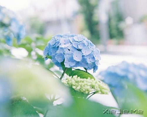 晚安心语:选择最淡的心事,诠释坎坷的人生 (1)