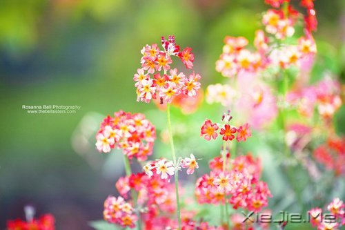 晚安心语:人心本无染,心静自然清 (3)