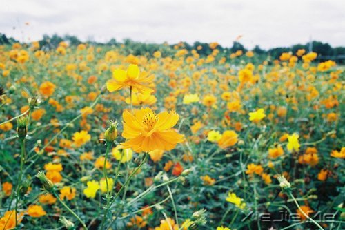 ��һ��΢Ц������ߣ����ַ������ϵ��� (6)