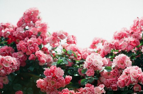 早安心语:不要辜负了美好的晨光 (4)