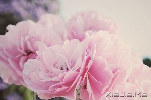 晚安心语:只要心跳还在,演出就没有落幕