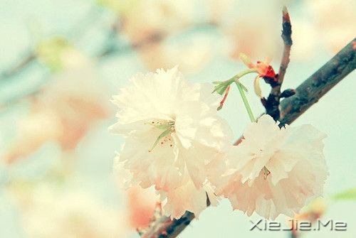 晚安心语:只要心跳还在,演出就没有落幕 (7)