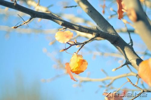 �簲������һ���ǻ��䣬һ���Ǽ��� (4)