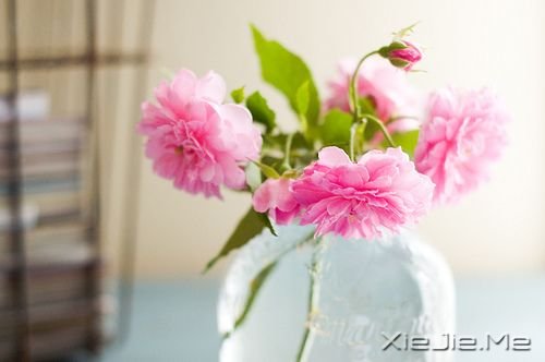 早安心语:我只有笑的很欢,忧伤才不会被看穿 (1)