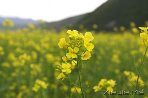 ��������¸����΢Ц��� (4)