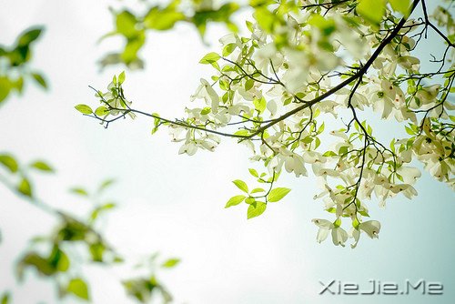 文字:如果有来生,要做一棵树 (1)