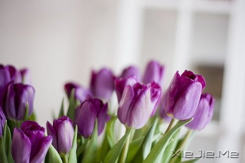 文字:八味人生良药 (1)