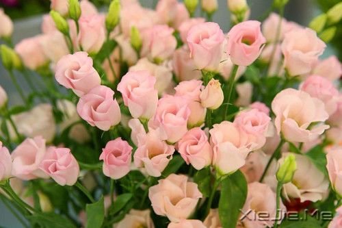 Խ����Խ�µ� (3)